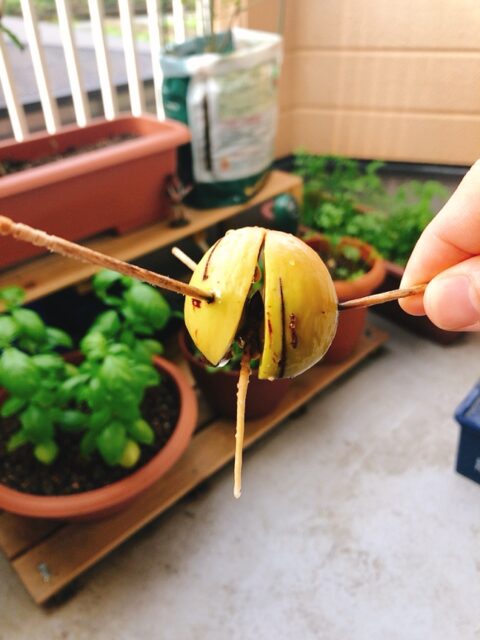 根が4㎝程伸びたアボカドの種