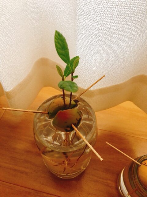 アボカド栽培 No 6 水耕栽培から鉢へ植え替えをしました Takuann Blog