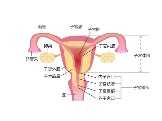 子宮内部のイラスト、名称