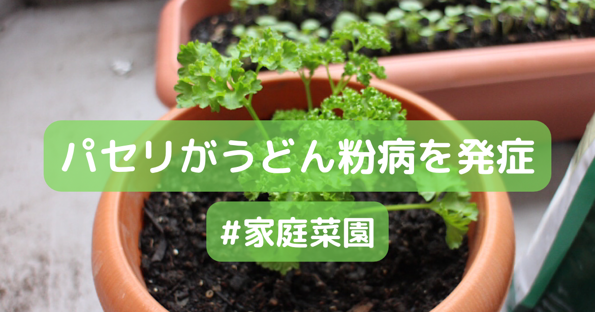 うどんこ病 野菜がダメになりました 発病の原因と対策について Takuann Blog