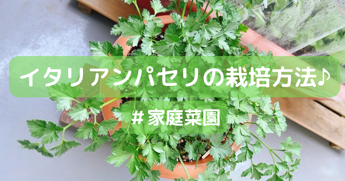パセリ栽培 イタリアンパセリの栽培方法 ポット栽培で上手に育てて発芽率up Takuann Blog
