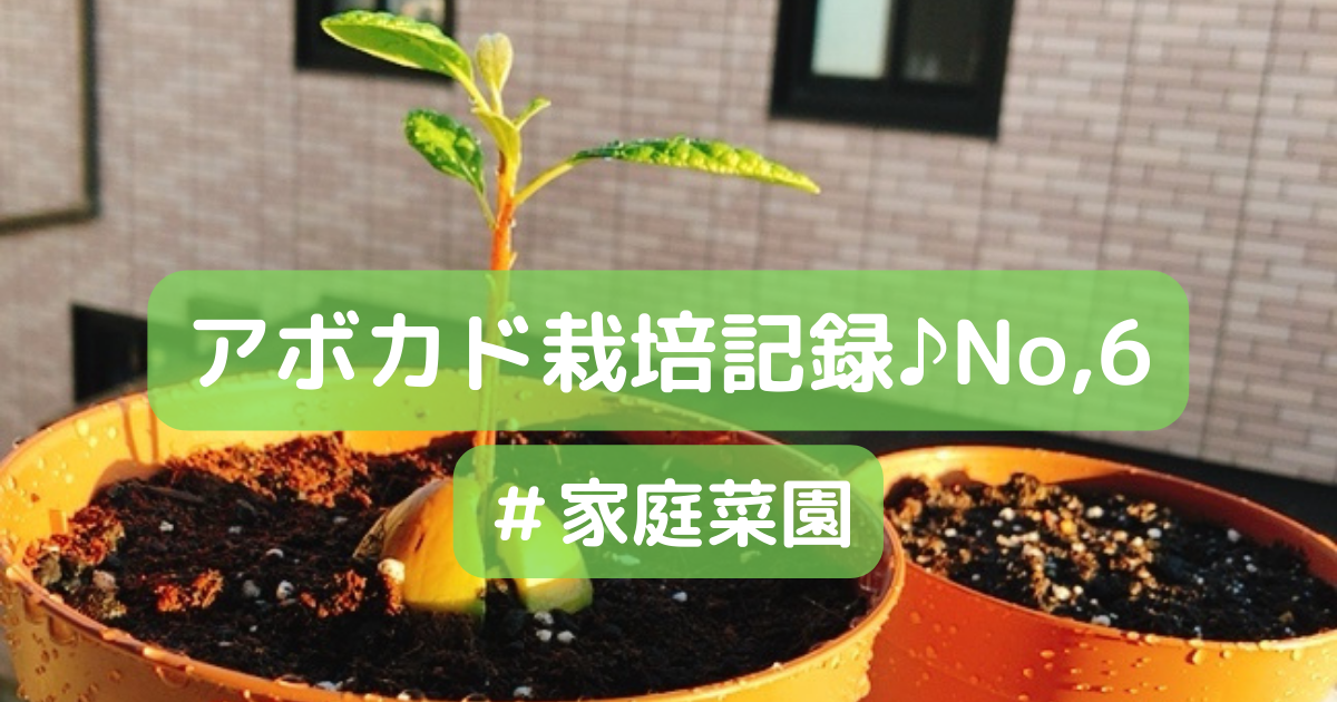 アボカド栽培 No 6 水耕栽培から鉢へ植え替えをしました Takuann Blog