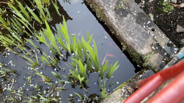 川崎観音堂の小池を泳ぐ魚