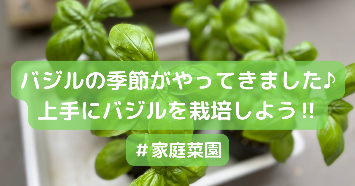 バジル栽培 今年もバジルの季節がやってきました 今年も上手に栽培します 妊活夫婦の日常blog