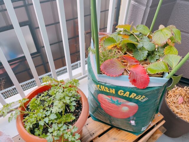 イチゴを植えたトマトの土