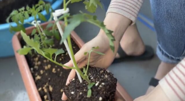 トマト植え付けの様子