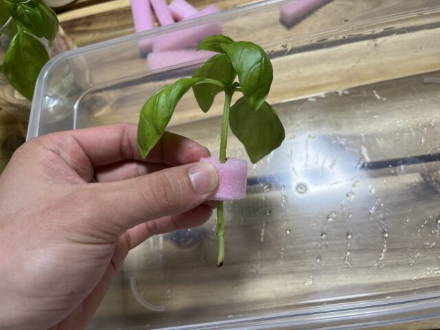 水耕栽培する植物にスポンジを巻き付ける