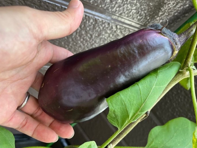 茄子の栄養について